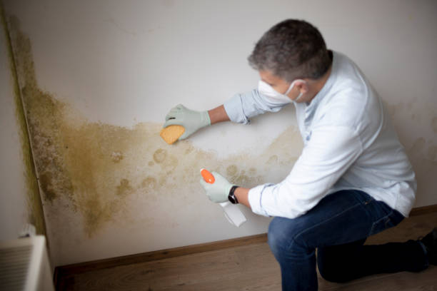 Best Crawl Space Mold Remediation  in South Dennis, NJ