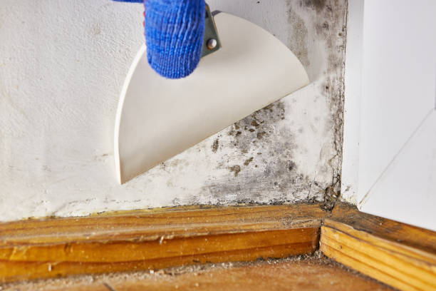 Dehumidification Services in South Dennis, NJ